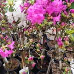 Azalka japonská (Azalea japonica) ´PURPLE SPLENDOUR´ - výška 60-70 cm, kont. C2L - NA KMIENKU